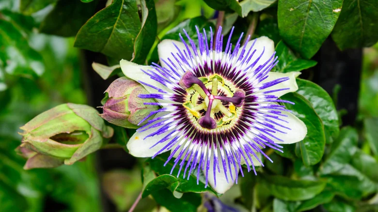 Common Issues To Know About Before Growing Passionflower Vine In Your Garden