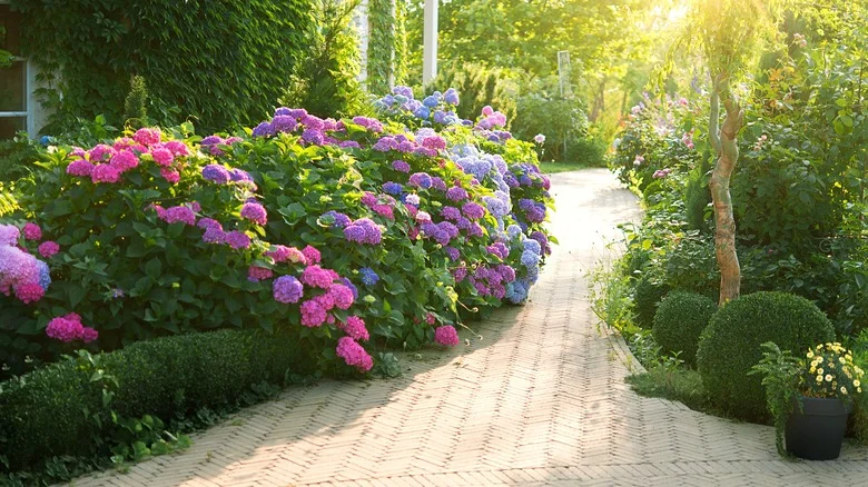 Common Issues You Might Encounter With Summer Crush Hydrangea Care