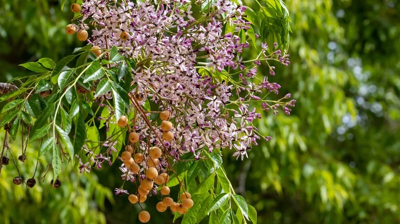Common Issues You Might Face When Growing Cinnamon