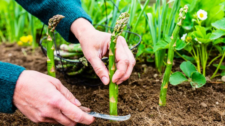 Common Issues You Should Know About Before Growing Asparagus
