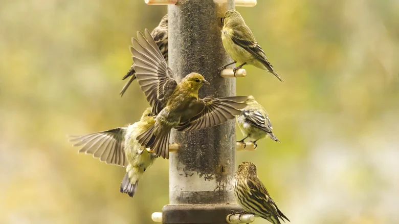 Common Items Around The House That Will Have Birds Flocking To Your Yard