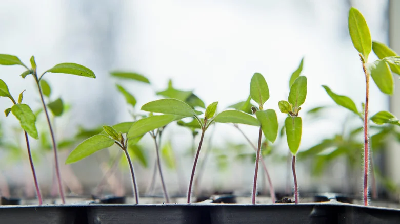 Common Mistakes That Are Causing Leggy Seedlings (& What To Do About It)