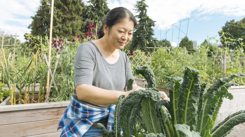 Common Mistakes To Avoid When Growing Kale In Your Edible Garden