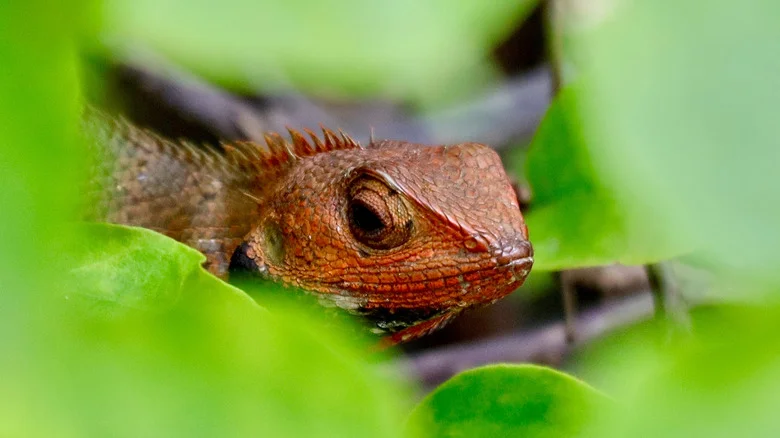 Common Mistakes To Avoid When Trying To Deter Lizards From Your Yard