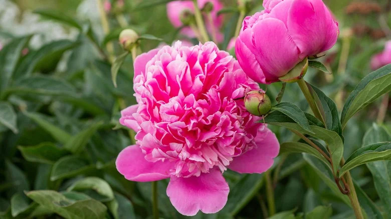 Common Peony Pests To Be Aware Of & Tips To Fight Them Off