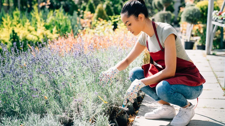 Common Pests That’ll Come After Your Lavender And How To Stop Them