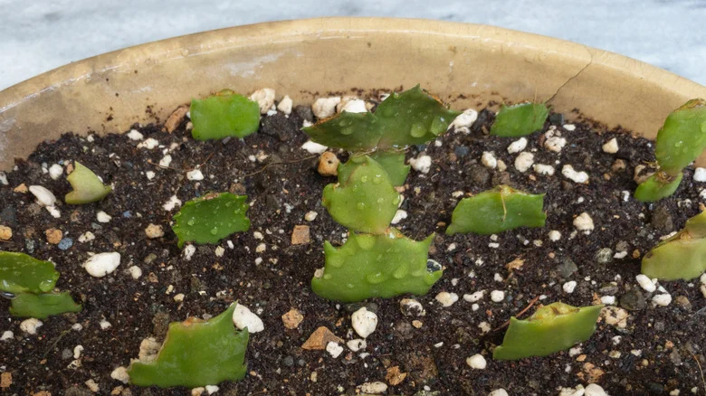 Common Problems When Rooting Christmas Cactus Cuttings (& How To Fix Them)