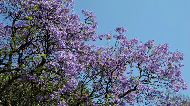 Common Problems With Jacaranda Trees (And How To Prevent Them)