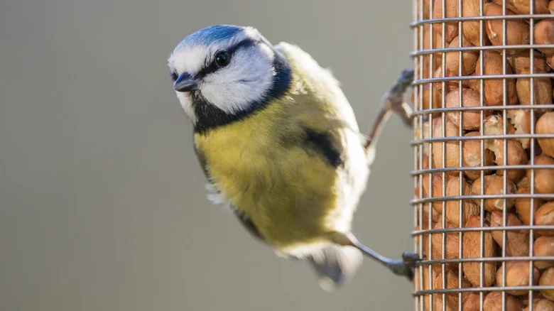 Common Things You May Be Doing That Could Actually Hurt Birds