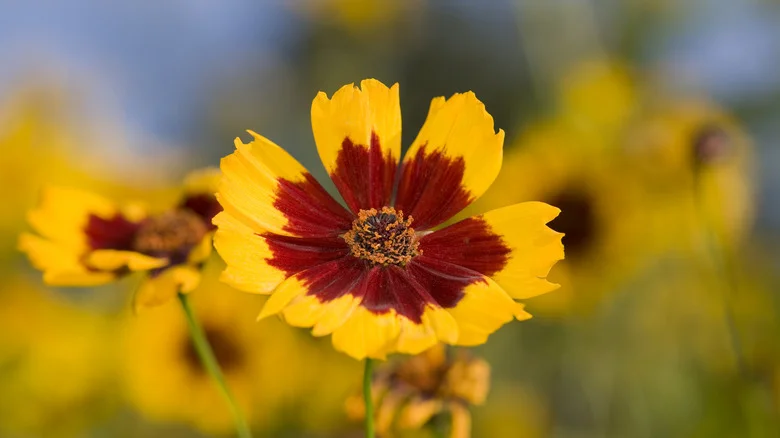 Common Tickseed Issues You Should Know About Before Growing
