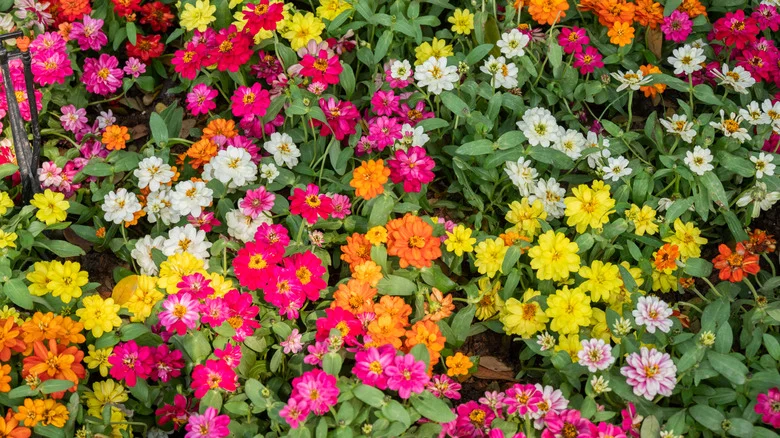 Common Zinnia Problems You Shouldn’t Ignore