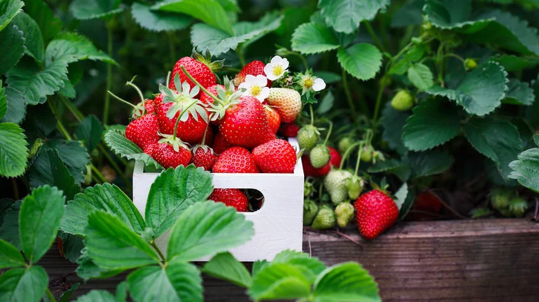 Companion Plants That Are Going To Get Along With Your Strawberries