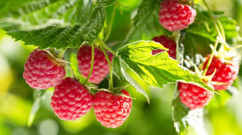 Companion Plants That Encourage The Healthiest Home-Grown Raspberries