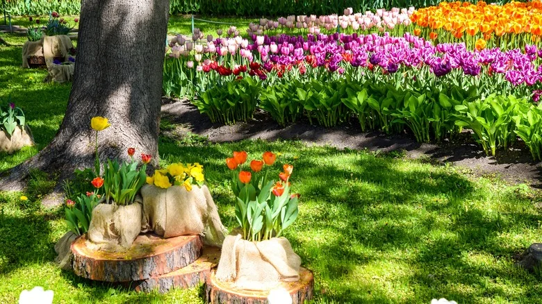 Companion Plants That Will Live Well With Colorful Tulips In The Garden