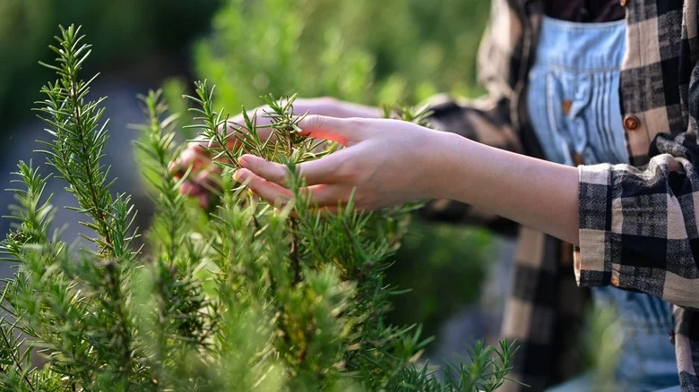 Companion Plants That Will Safeguard Your Rosemary Plants From Pests