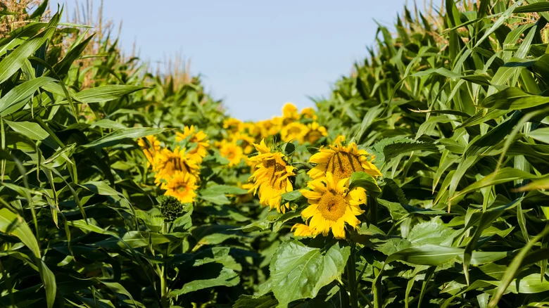 Companion Plants That Will Thrive Alongside Sunflowers