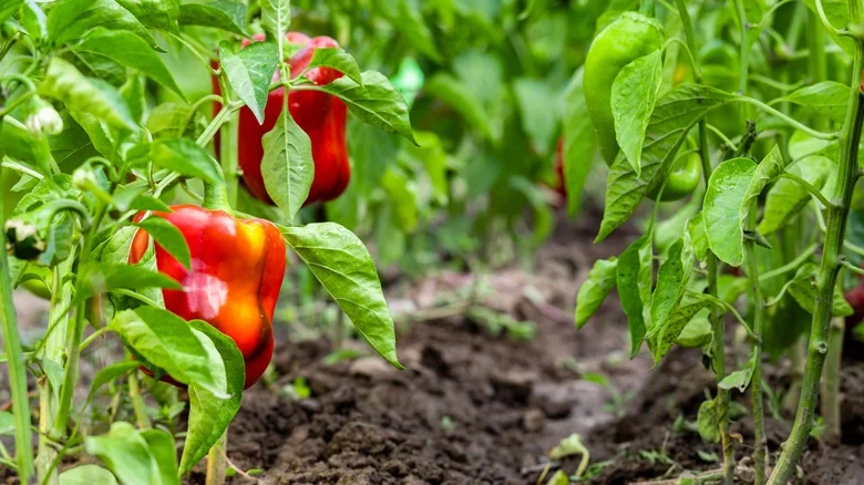 Companion Plants That Will Thrive Next To Your Peppers In The Garden