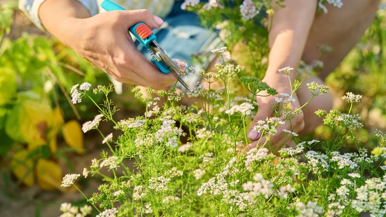 Companion Plants That Will Totally Thrive Next To Your Flourishing Cilantro