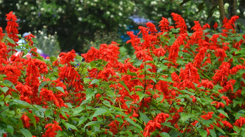 Companion Plants To Grow Alongside Scarlet Sage For A Bird-Friendly Garden