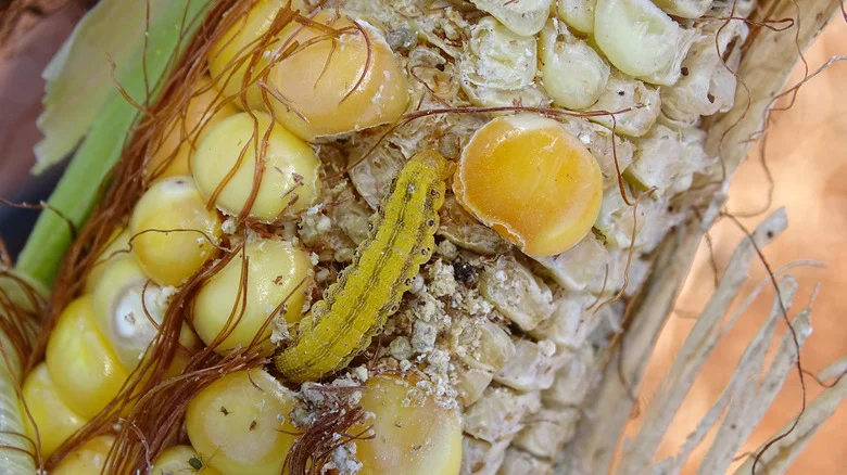 Corn Earworms: How To Get Rid Of The Destructive Pest That’s Ruining Your Crops