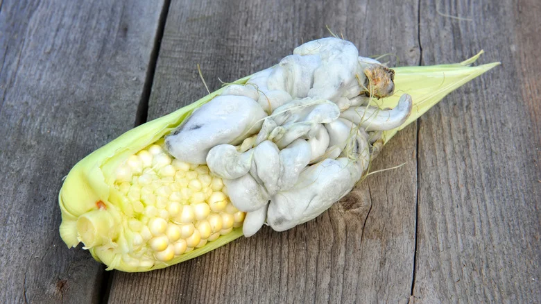 Corn Smut: Our Master Gardener Explains What It Is And How To Deal With It