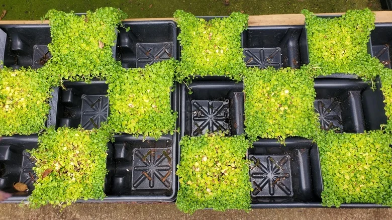 Corsican Mint Is A Beautiful, Fragrant Ground Cover, But Is It Worth The Effort?