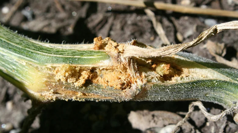 Could A Yellow Bowl Be The Unexpected Hack To Trap Squash Vine Borers?