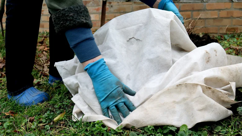 Cover These 14 Veggies In October Before Cold Weather Destroys Your Harvest