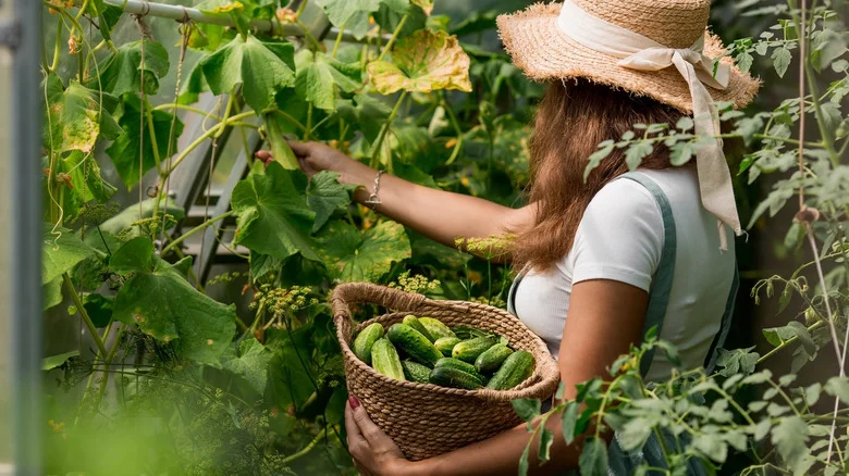 Create A Custom Harvest Basket For Your Growing Crops With TikTok’s Easy DIY