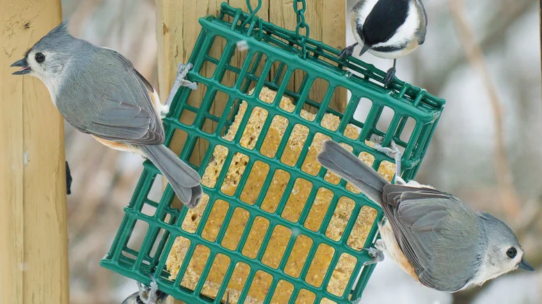 Create A Cute DIY Bird Feeder By Repurposing A Common Garden Staple