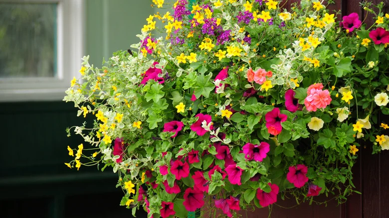 Create A Stunning Hanging Basket Planter From A Dollar Tree Colander