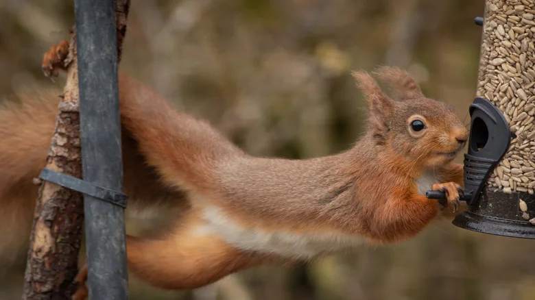 Creative Ways To Use Repurposed Items To Keep Squirrels Out Of Bird Feeders