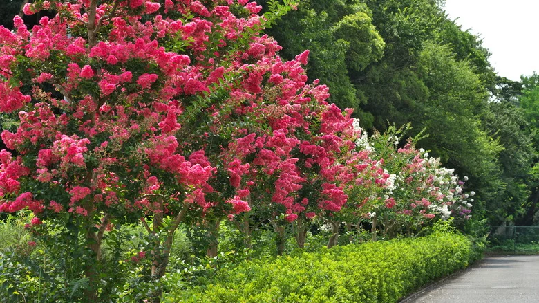 Crepe Myrtle Diseases To Look Out For & How To Control Them