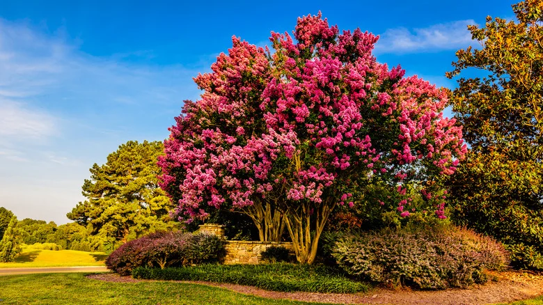 Crepe Myrtles: 3 Common Pests & How To Get Rid Of Them