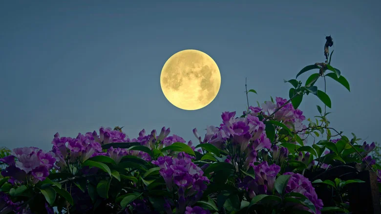 Crops & Flowers To Plant After A Full Moon For A Successful Garden, According To The Old Farmer’s Almanac