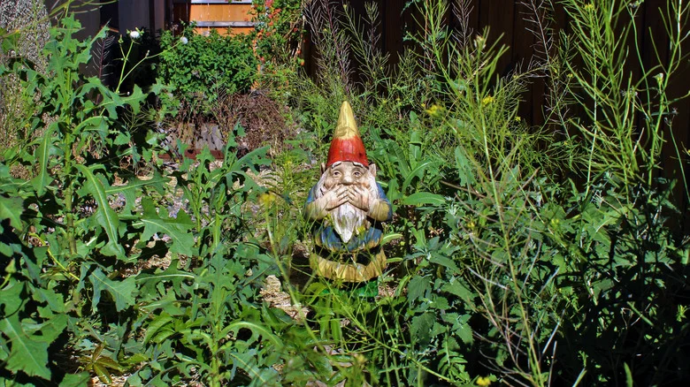 Crowd Out Invasive Weeds With A Fast-Growing Annual Flower