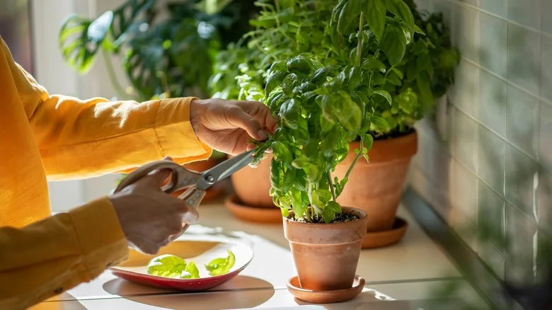 Crucial Mistakes Everyone Makes When Pruning Basil