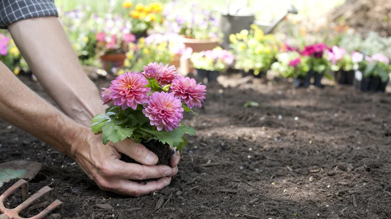 Crucial Mistakes You’re Making When Planting Dahlias In Your Garden