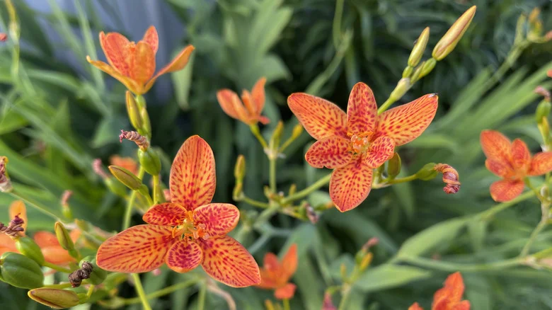 Cut Back Blackberry Lily In The Fall For A Stronger, Less Invasive Plant
