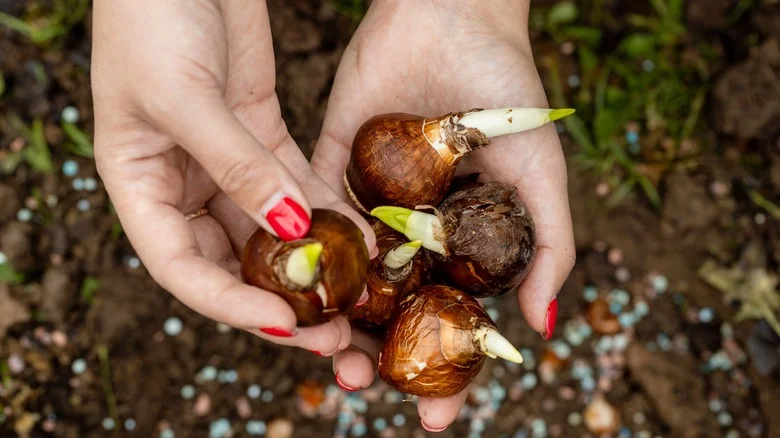 Daffodils: Do These Spring Bulb Beauties Really Keep Snakes Out Of Your Yard?