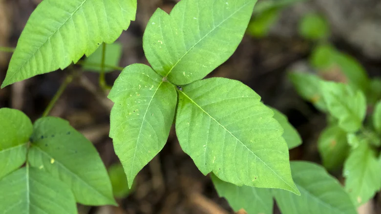 Dangerous Mistakes To Avoid When Dealing With Poison Ivy In Your Lawn