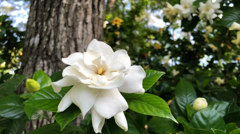 Dangerous Pests That’ll Destroy Your Gardenia (And Tricks To Stop Them)