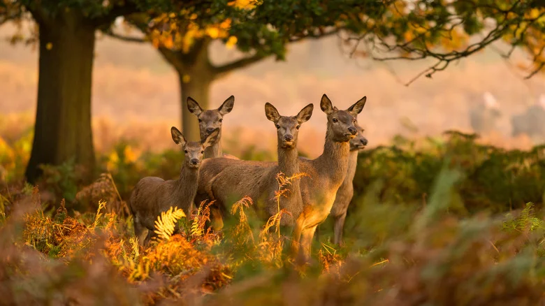 Deer-Resistant Plants Are Hardy Against A Little Nibble—but Not All