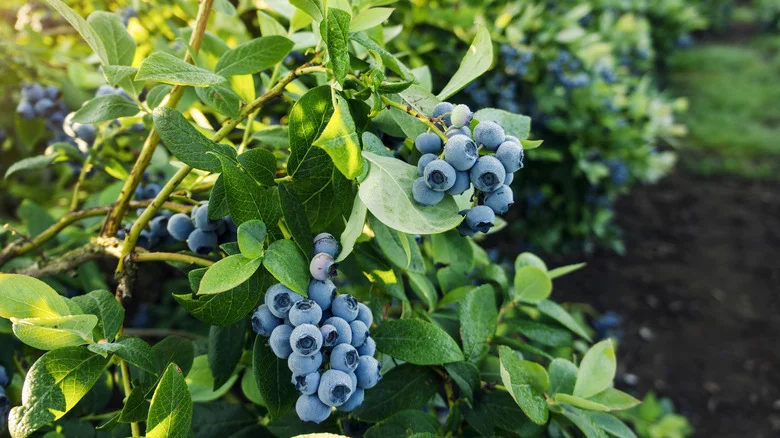 Delicious Varieties Of Blueberries That Will Thrive In Your Garden