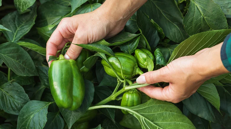 Destructive Pests That’ll Eat Your Peppers Before You Can (And How To Stop Them)