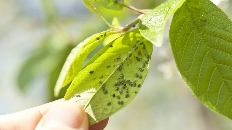 Deter Garden Pests Naturally Using An Essential Kitchen Ingredient You Likely Already Have