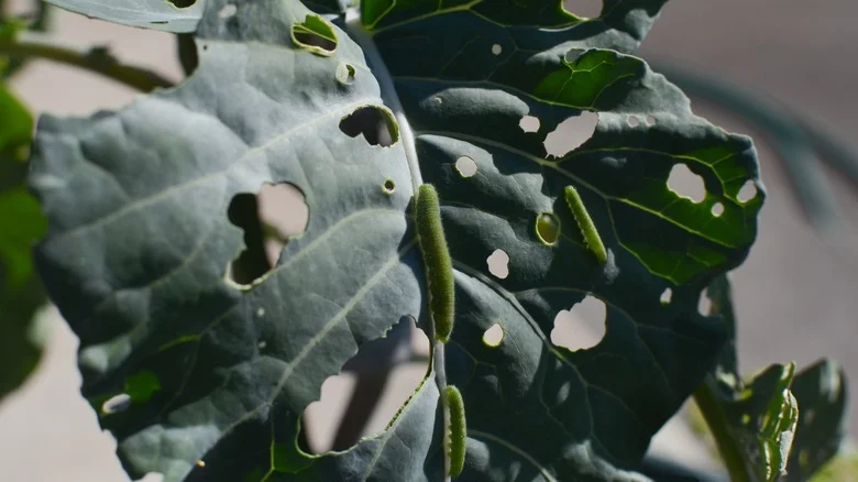 Deter Insects Naturally With This Fast-Growing Garden Classic
