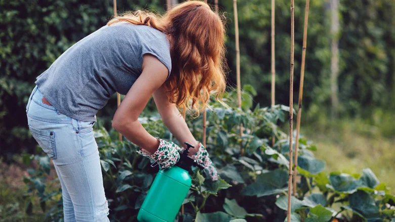 Deter Pesky Insects With This Flowering Garden Beauty