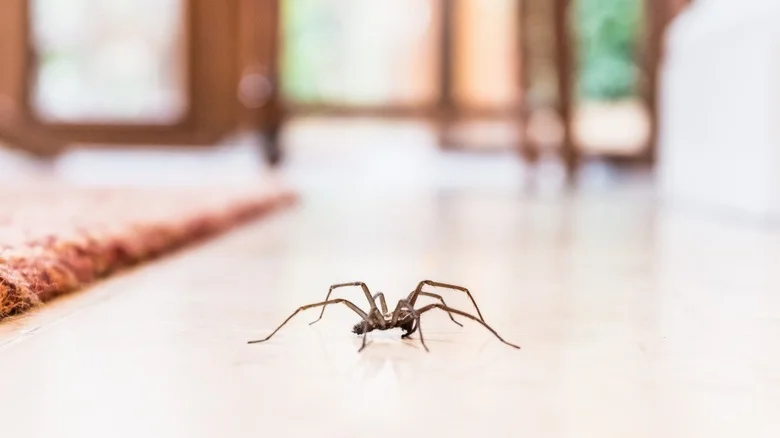 Deter Spiders With A Popular Plant That’ll Thrive Indoors Or Outdoors
