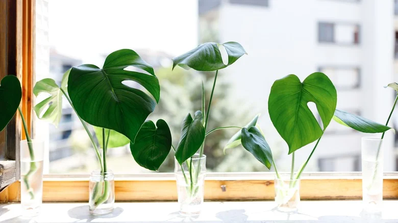Disguise Your Propagations With A Nifty Hack For Full Looking Plants